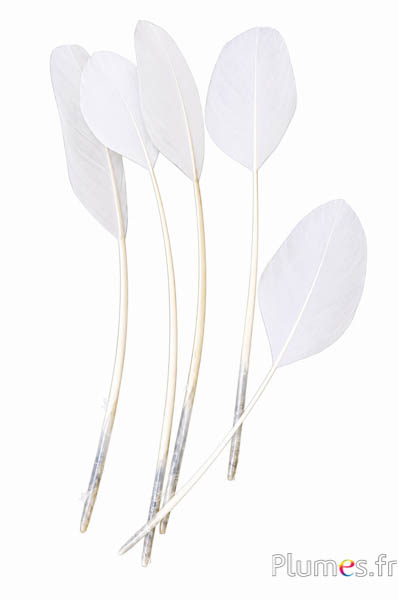 Rispe Schwan Seide - 25-30 cm - weiß